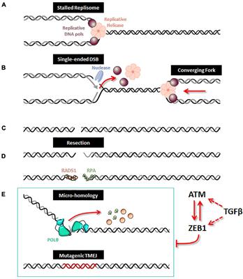 Opposite Roles for ZEB1 and TMEJ in the Regulation of Breast Cancer Genome Stability